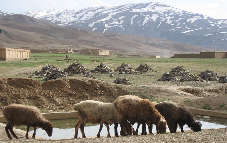 photo of livestock in Central Asia