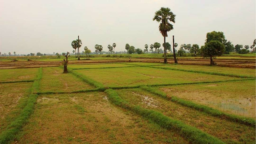 Cambodia rice fields