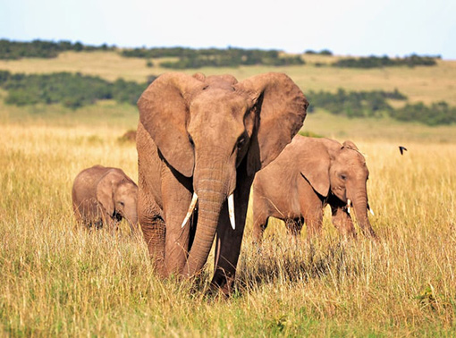 3 elephants in field in Kenya - mother with yearling calf and baby