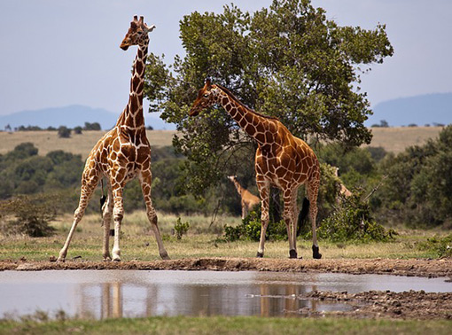 two adult giraffes at waterhole in Kenya, with baby in background by trees and bushland