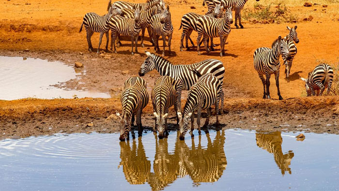 Herd of zebras at waterhole in Kenya