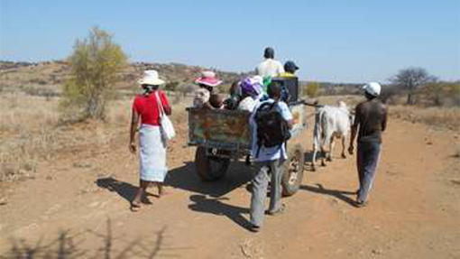 group of people walking or riding in oxcart in Madagascar
