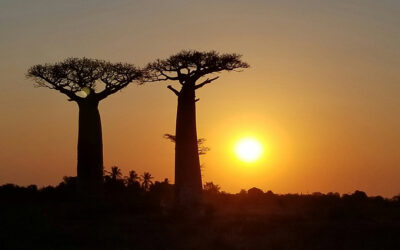 THE CALLING OF PATRICIA BENTSEN